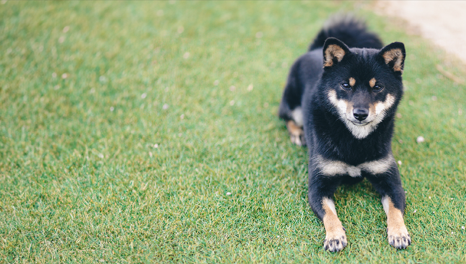 豆柴Rページ 豆しばちゃん家 | 鹿児島・霧島の豆柴専門ブリーダー＆ペット同伴宿泊施設